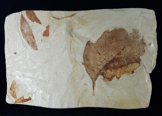Zelkova zelkovifolia (UNGER 1843) & Daphnogene polymorpha ETTING - Bild © FossNet FossilienStore